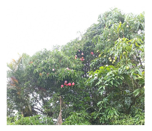 Chácara Para Lazer Bofete Sp Ideal Para Morar E Plantar Com 25 Mil M²