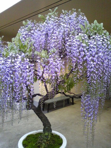 100 Semillas De Glicinas O Glicinias (wisteria Sinensis)