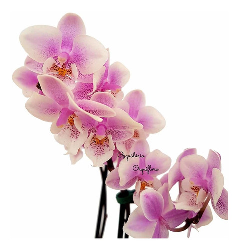 Orquídea Phalaenopsis Mini Flor Branca E Lilás Planta Adulta | MercadoLivre