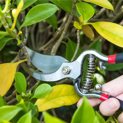 Imagen 6 de 10 de Tijera Poda 8 Pulgadas Tijeras De Podar Jardineria Podadora