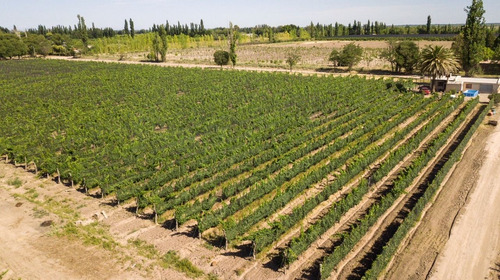 Campo En Venta En San Rafael