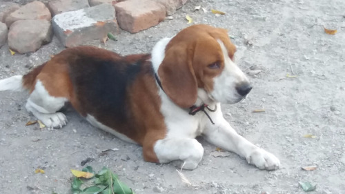 Maquila- Monta- Cruza  De Perrito Beagle