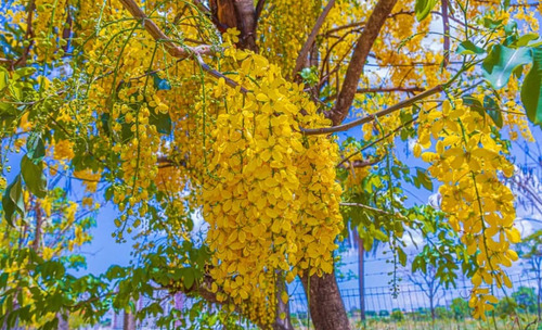 Cassia Imperial / Canafistula-( Panc ) Muda Nova