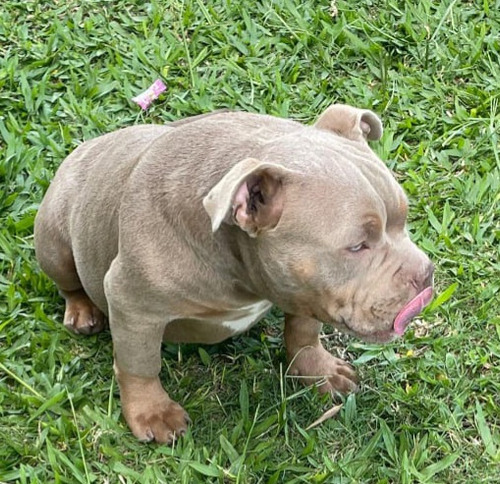 American Bully Poker 