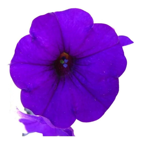 Semilla Petunia Violeta Semillas Flores