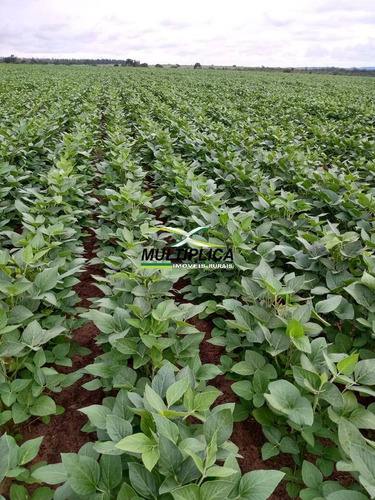 Imagem 8 de 13 de Fazenda 250 Ha, R$19.200,00 Por Ha Pres. Olegário, Agricultura E Pecuária - 407
