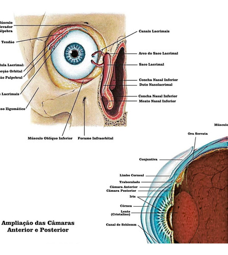 Poster Anatomia Do Olho 65x100cm Decoração Ótica Clínica