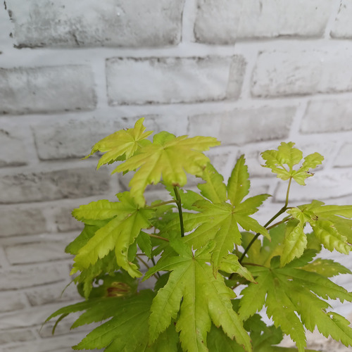 Arce Shirasawanum Aureum Moonrise Verde Lima