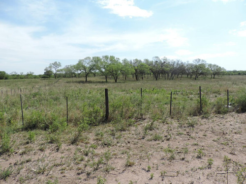 Oportunidad !!! Campo Productivo, Cría Y Siembra - 65 Has En San Pedro, Cba.