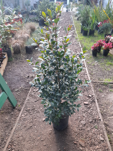 Eugenia Arbusto 80 Cm Crecimiento Rápido Para Cerco Deco