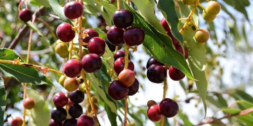 Árbol De Capulin ( Prunus Salicifolia ) Más Semillas 