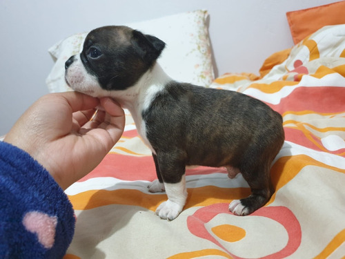 Boston Terrier