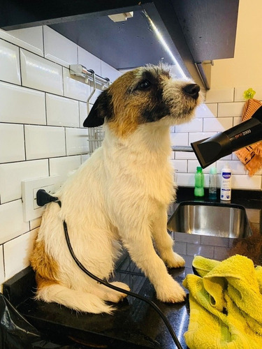 Imagen 2 de 5 de Peluquera Canina A Domicilio