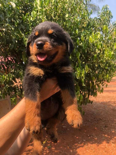 Filhotes De Rottweiler