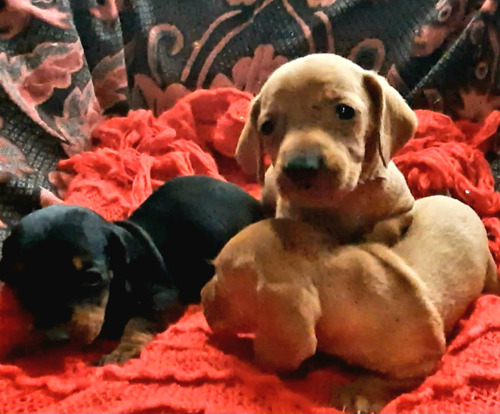  Cachorras Salchichas Dachshund Kanichenteckel Mini