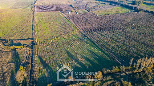 Agrícola En Arriendo En Teno