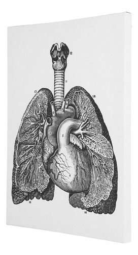 Última Versão Lienzo Decorativo Retro De Anatomía Para