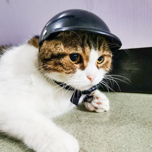 Dsd Capacete De Estimação Chapéu De Segurança Para Cães