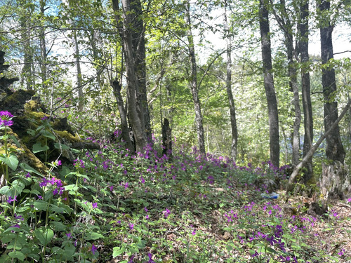 Terreno Rodeado De Bosque A 15 Minutos Del Centro De San Martín De Los Andes