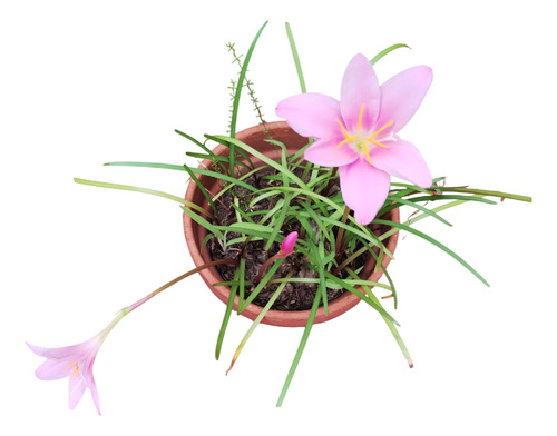 Lirio De Lluvia - Zephyrantes Rosea