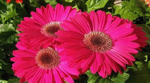 50 Semillas De Gerbera Rosa  + Instructivo 