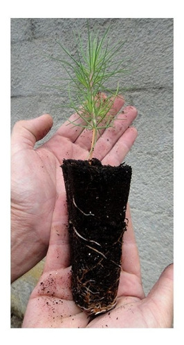 Bandeja Germinación Forestal De 18 Cavidades