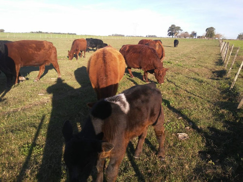 Imagen 7 de 8 de Venta Campo - Barrancas