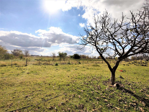 Imagen 3 de 15 de Venta De Campo En Marcos Paz 43 Hectareas