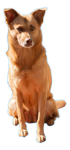 Milka, Bella , Pelirroja , Cruza De Golden Con Aikita