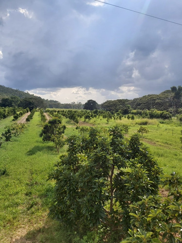 Imagen 17 de 18 de Se Vende Finca 114 Hectáreas Carabobo Bejuma. Cod. 4616212