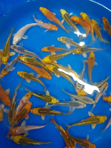 Imagen 8 de 8 de Espectaculares Carpas Koi Ogon Brillantes 9 A 10 Cm