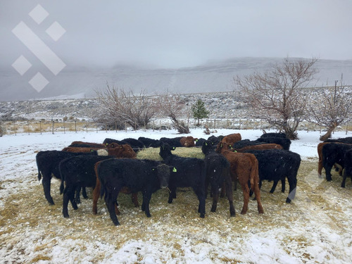 Venta De Estancia En Ruta Provincial 21, Kilómetro 31, Departamento Picunches, Paraje Huarenchenque