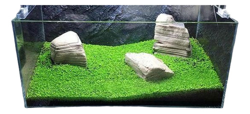 300 Semillas De Planta Acuática O Cesped Acuatico Rapida Ger