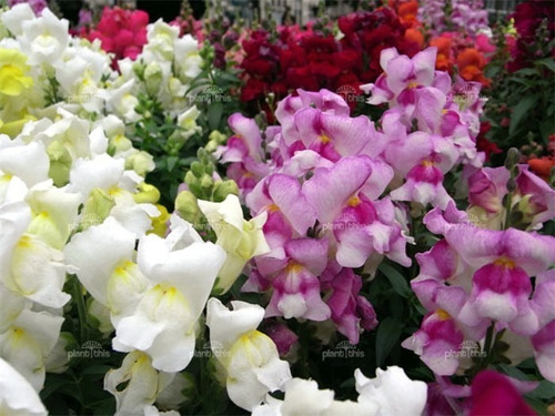 Mix De Semillas De Flores De Conejito