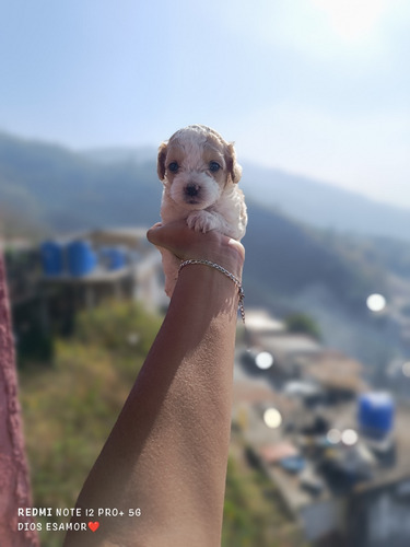 Cachorros Poodle Mini Toys Tacita De Te Maltipoo Pequeños 