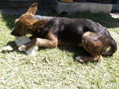 Imagen 1 de 4 de Perrita En Adopción Responsable