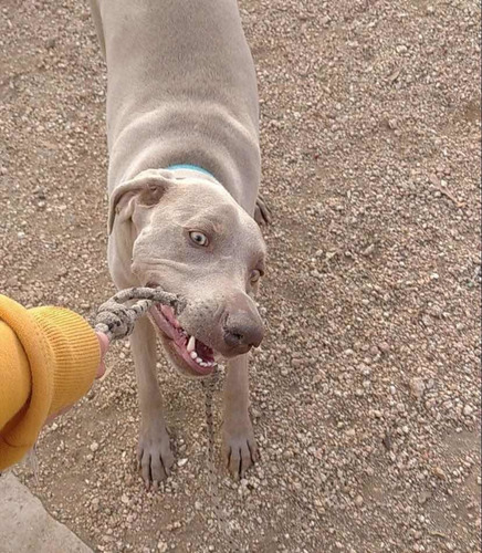 Imagen 5 de 5 de Pension / Guardería Canina Alojamiento Para Perros En Caba