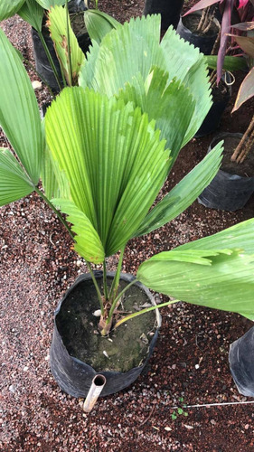 Palma Licuala De 80 Cm De Altura
