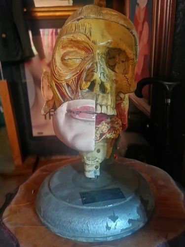 Antiguo Modelo Anatomico De La Cabeza Humana (Usado)