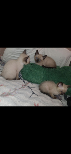 Gatitos Siamés 3 Meses