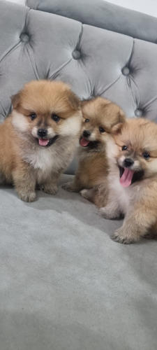 Cachorros Pomerania Listos Para Su Nuevo Hogar