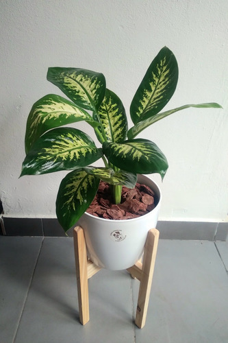 Combo Dieffenbachias X 3 Tropic + Mariana + Maceta + Pie