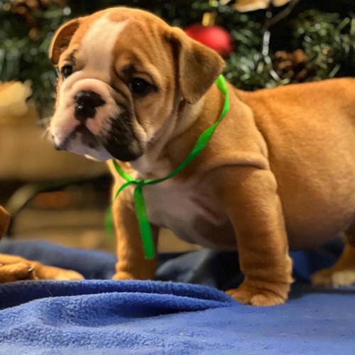 Cachorros Bulldog Inglés Excelentes Pedigrí Kcu