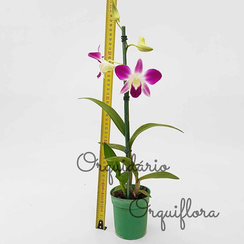 Orquídea Denphal Sonia Diamond Planta Adulta Natural | MercadoLivre