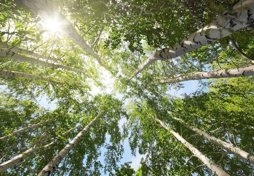 Árbol De Abedul De 2 Mts No Envió A Regiones Solo A Rm