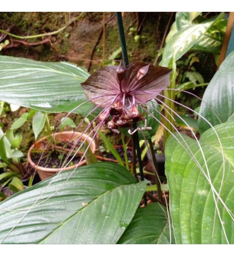 Flor Morcego Planta Tacca Chantrieri Orquídea Morcego