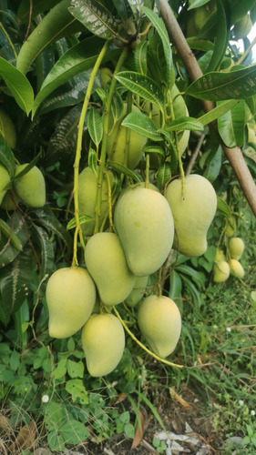 Mango Ataulfo