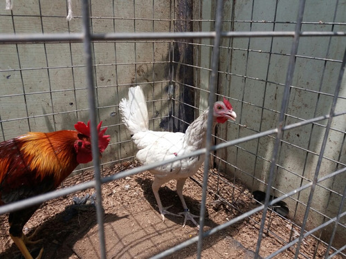 Gallos De Pelea