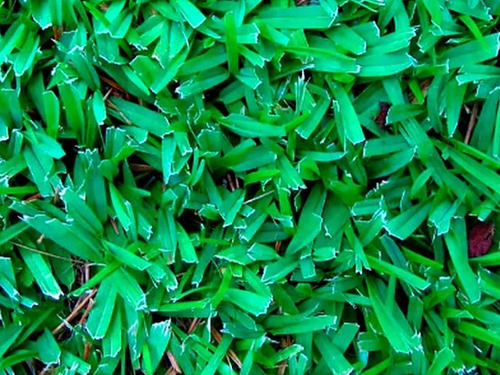Semillas De Pasto Tipo Cuernavaca, Todo Terreno 1kg