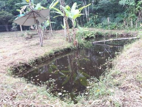 Chácara Com Lago E Árvores Frutíferas Em Itanhaém - 7747 Npc